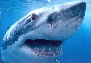 狂野鲛鲨爆料原视频,揭秘深海神秘生物的惊世之谜  第3张